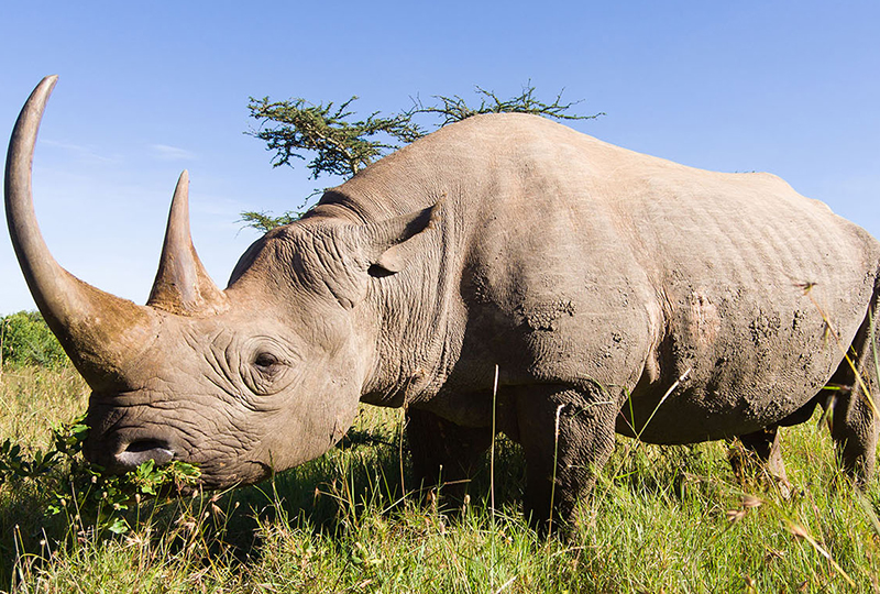 How to See the Big Five in South Africa