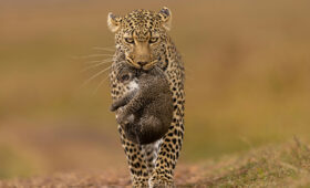 How to Spot the Elusive Leopard in South Africa