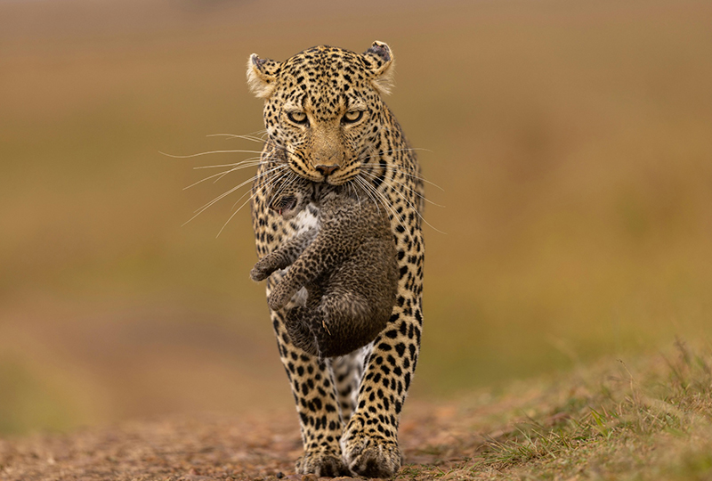 How to Spot the Elusive Leopard in South Africa