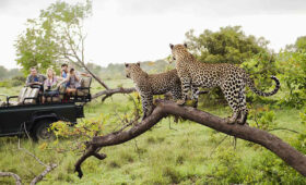 Kruger National Park Safari: What to Expect
