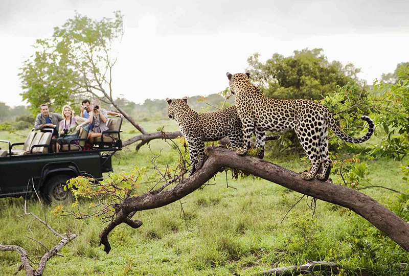 Kruger National Park Safari: What to Expect