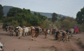 Learn About Bride Price Traditions in Tanzania