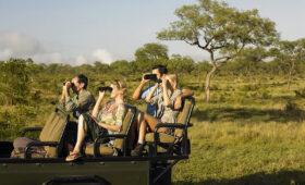 Luxury Safari Experiences in South Africa