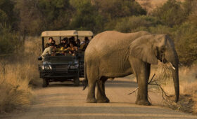 Night Game Drives in South Africa’s National Parks