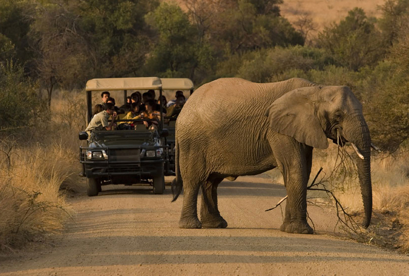 Night Game Drives in South Africa’s National Parks
