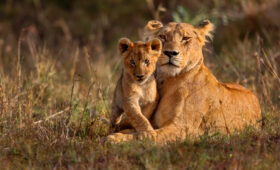 Private Game Reserves vs National Parks in South Africa