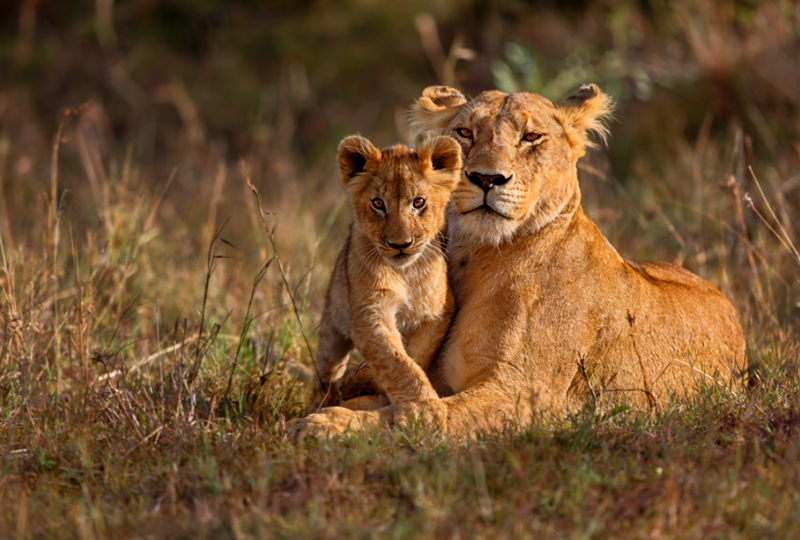 Private Game Reserves vs National Parks in South Africa