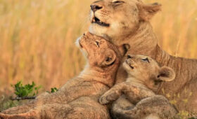 Safari-Etiquette-in-Tanzania-Do’s-&-Don’ts