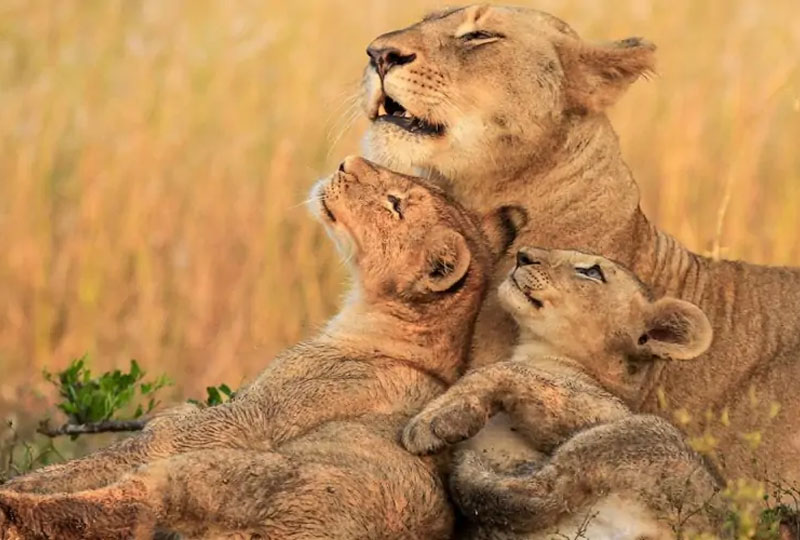 Safari-Etiquette-in-Tanzania-Do’s-&-Don’ts