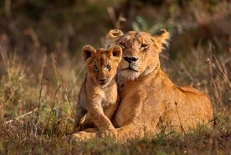 Safari Experiences Beyond Kruger National Park