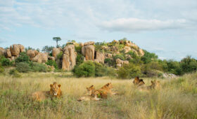 Safari and Big Five Conservation Programs