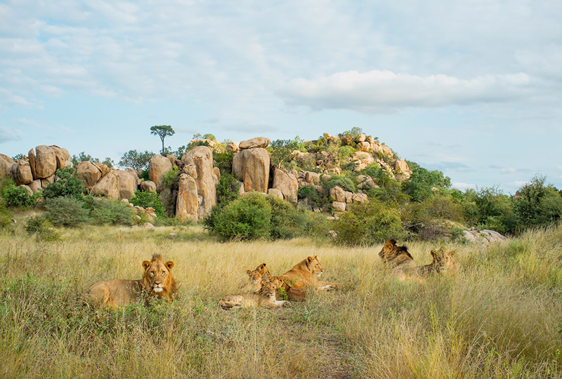 Safari and Big Five Conservation Programs