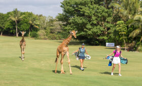 Safari and Golf Tours in South Africa.