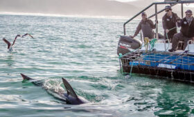 Safari and Shark Cage Diving: Adventure Combo
