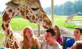 Safari and Township Tours Near Game Reserves