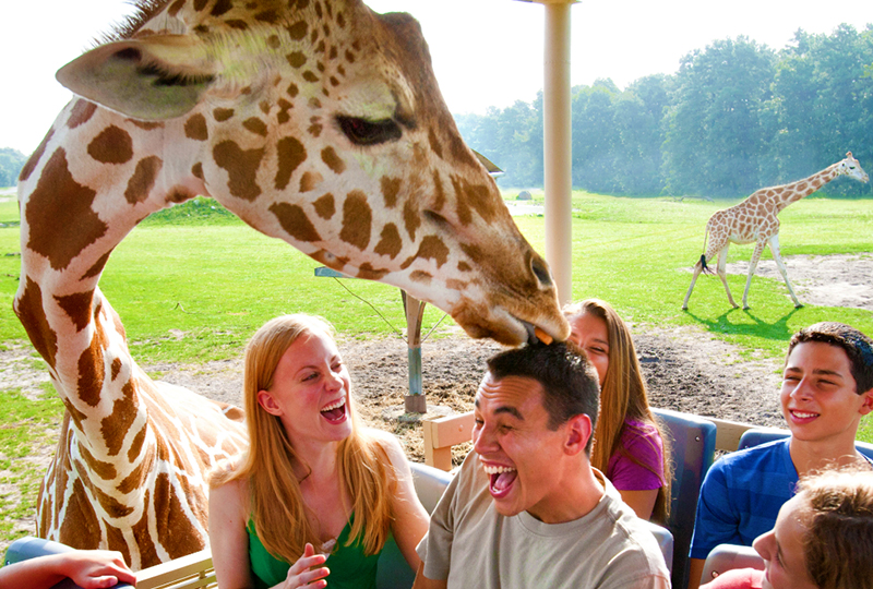 Safari and Township Tours Near Game Reserves