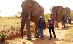 Safari in Addo Elephant National Park: What to Know