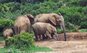Safari in Addo Elephant Park: Elephant Spotting Tips