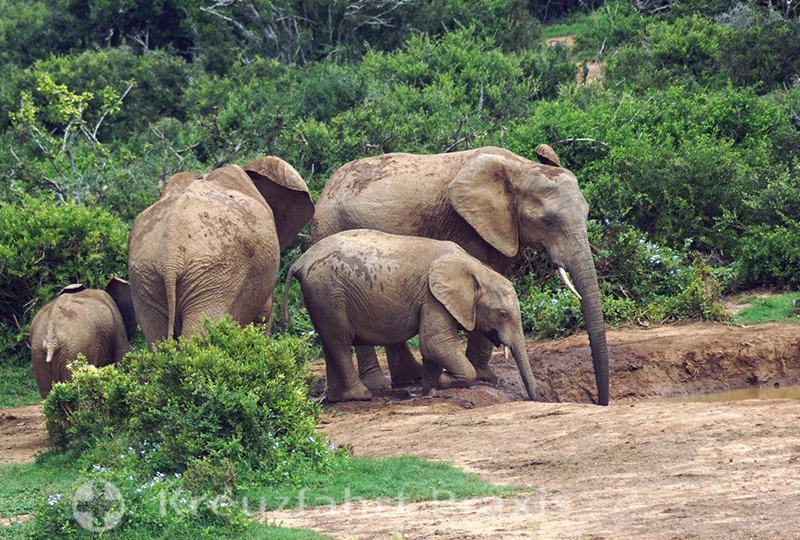 Safari in Addo Elephant Park: Elephant Spotting Tips