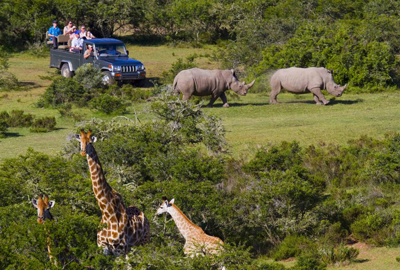 Safari in Garden Route National Park