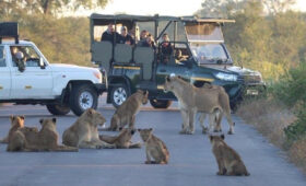 Safari in Greater Kruger Area: What to Know