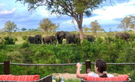 Safari in Greater Kruger vs Kgalagadi: Comparing Parks