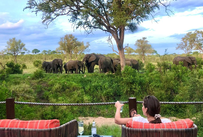 Safari in Greater Kruger vs Kgalagadi: Comparing Parks