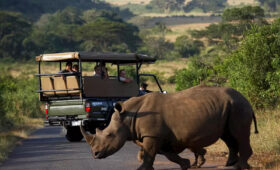 Safari in Hluhluwe-Imfolozi Park: Top Attractions