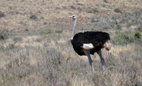 Safari in Karoo National Park: Desert Wildlife