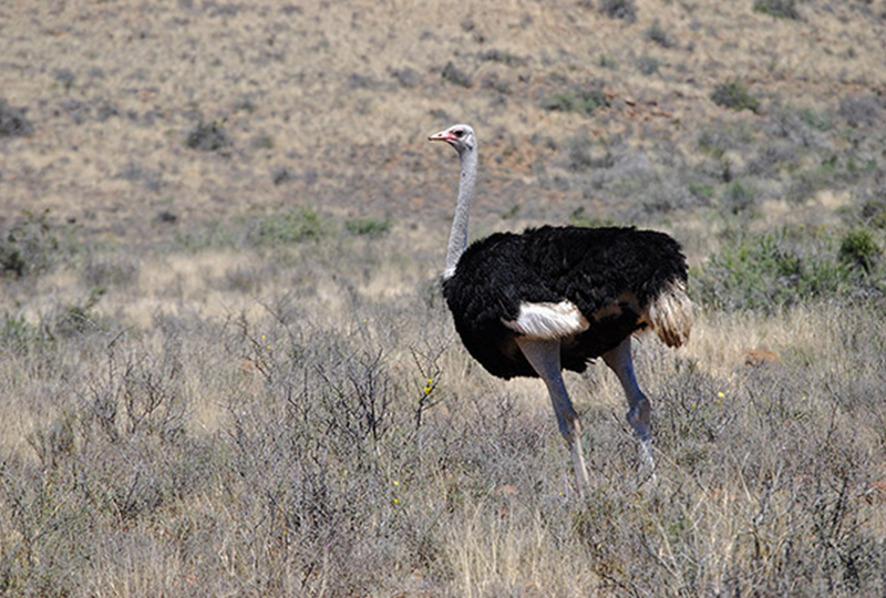 Safari in Karoo National Park: Desert Wildlife