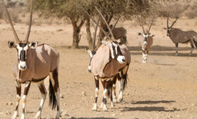 Safari in Kgalagadi Transfrontier Park: Unique Wildlife
