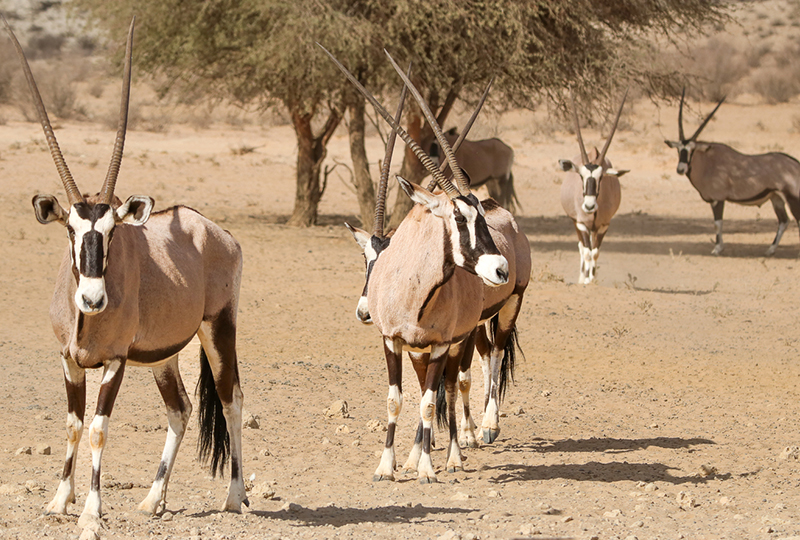 Safari in Kgalagadi Transfrontier Park: Unique Wildlife