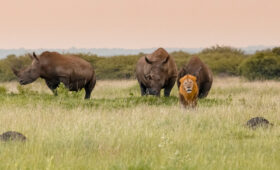 Safari in KwaZulu-Natal: Big Five and More