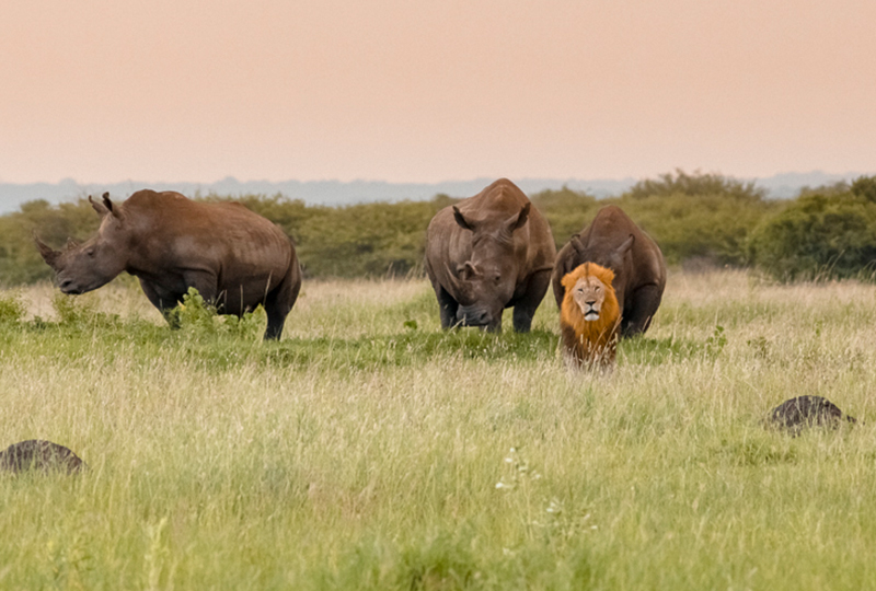 Safari in KwaZulu-Natal: Big Five and More