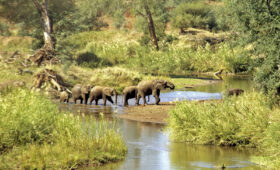 Safari in Limpopo Province: Hidden Gems