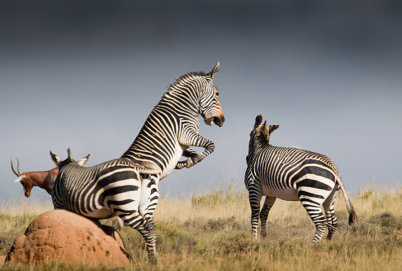 Safari in Mountain Zebra National Park
