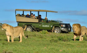 Safari in Shamwari Game Reserve: Luxury Options