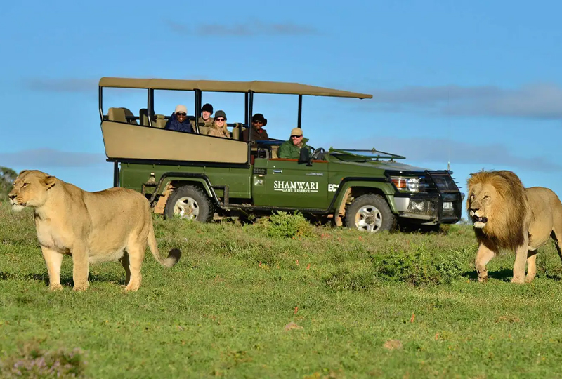Safari in Shamwari Game Reserve: Luxury Options