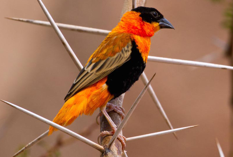 Safari with Bird Watching at Kruger Park