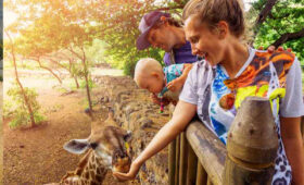 Safari with Kids in South Africa: Family-Friendly Tips