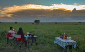 Safari with a Purpose: Conservation in South Africa