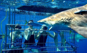 Shark Cage Diving and Safari in South Africa