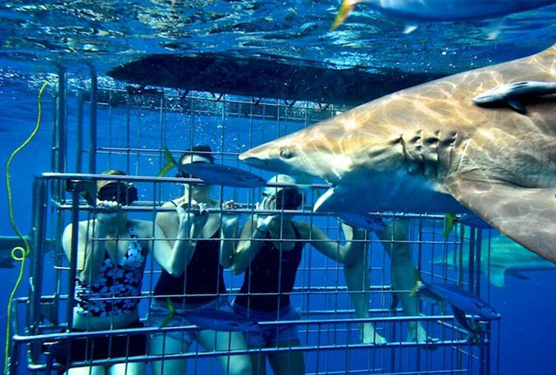 Shark Cage Diving and Safari in South Africa