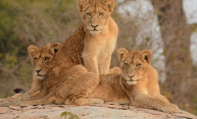 South Africa Safari Packages
