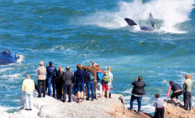 South African Safari and Whale Watching Tours