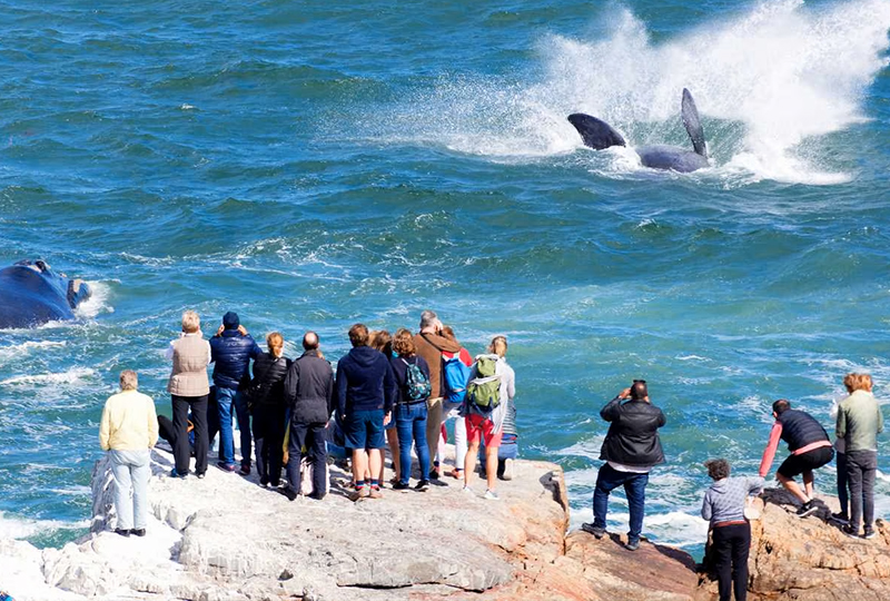 South African Safari and Whale Watching Tours