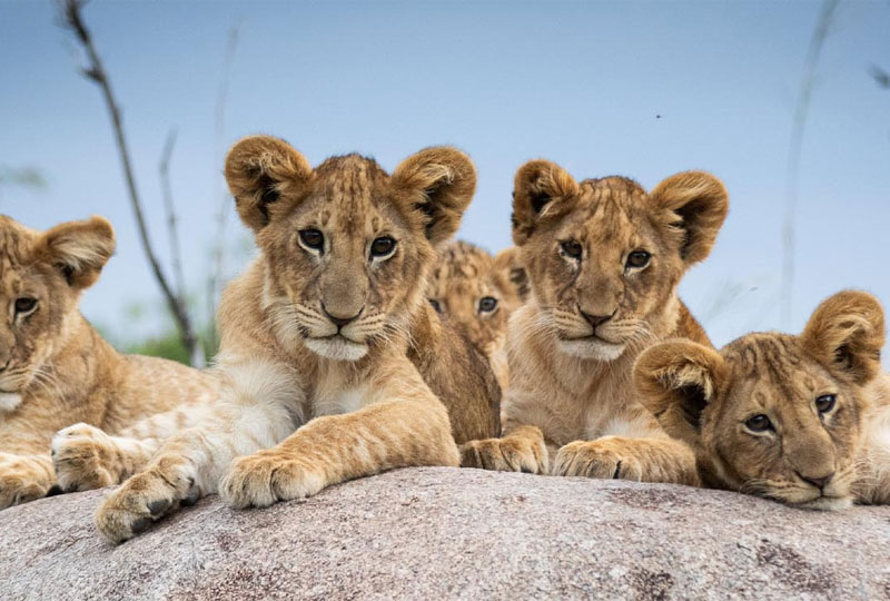 Tanzania-Safari-for-Digital-Nomads-Work-+-Wildlife