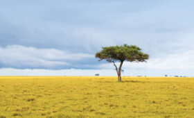 Tanzanias-Safari-Seasons-Explained-Dry-vs-Wet