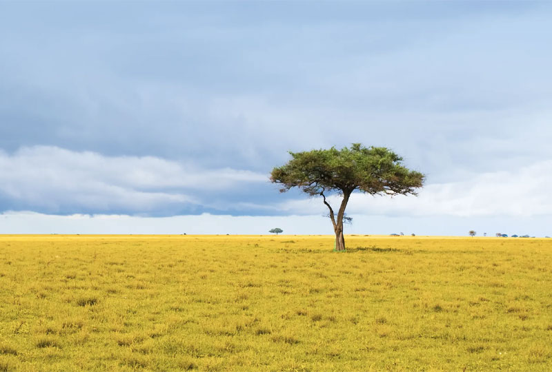 Tanzanias-Safari-Seasons-Explained-Dry-vs-Wet