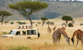 Top Safari Routes in South Africa for First-Timers